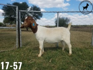 1 X BOERBOKKE OOI/EWE TJ Fleedwood - KUDDE/FLOCK