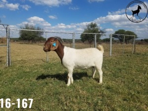 1 X BOERBOKKE OOI/EWE TJ Fleedwood - KUDDE/FLOCK