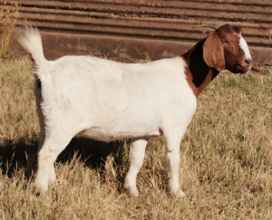 1 X BOERBOKKE OOI/EWE Arno Pienaar - STOET/STUD