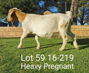 1 X BOERBOKKE OOI/EWE Suzanne v Dyk - STOET/STUD