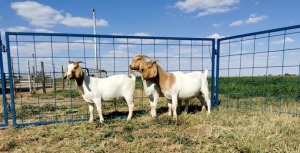 3 X BOERBOKKE OOI/EWE Hennie Enslin - 1 X KUDDE/FLOCK, 2 X STOET (PER STUK OM LOT TE NEEM)