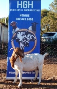 1 X BOERBOKKE OOI/EWE Hennie Enslin - KUDDE/FLOCK