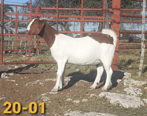 1 X BOERBOKKE OOI/EWE Bertie Aucamp - KUDDE/FLOCK