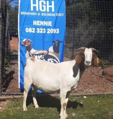 1 X BOERBOKKE OOI/EWE Hennie Enslin - KUDDE/FLOCK