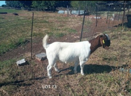 1 X BOERBOKKE OOI/EWE T Mahura - STOET/STUD