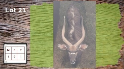 1X NJALA M:1