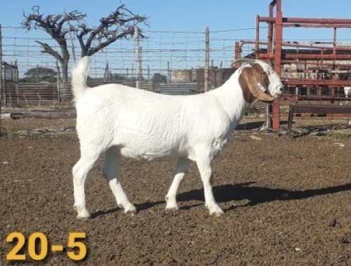 1 X BOERBOKKE OOI/EWE Bertie Aucamp - STOET/STUD