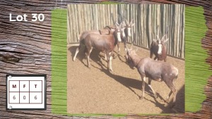 6X BLESBOK M:6 (Per Piece to take the lot/Per stuk om lot te neem)