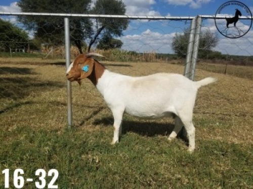 1 X BOERBOKKE OOI/EWE TJ Fleedwood - KUDDE/FLOCK