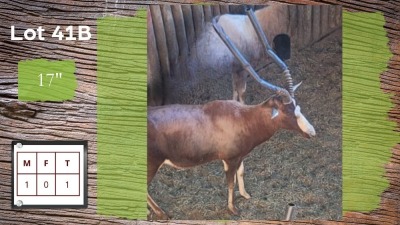 1X BLESBOK M:1