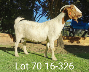 1 X BOERBOKKE OOI/EWE Suzanne v Dyk - KUDDE/FLOCK