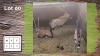 3X GEMSBOK V/F:3 (Per Piece to take the lot/Per stuk om lot te neem)