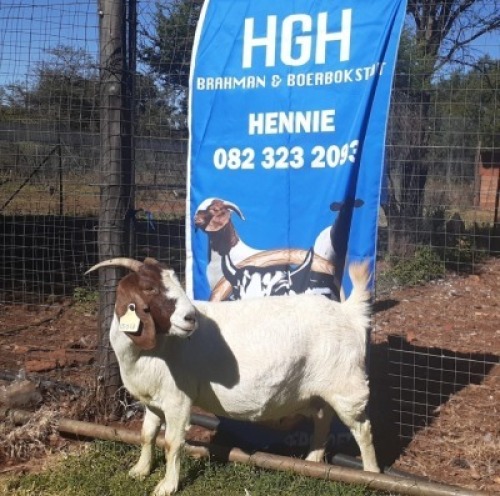 1 X BOERBOKKE OOI/EWE Hennie Enslin - STOET/STUD