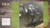 6X BLOUWILDEBEES M: V/F: (Per Piece to take the lot/Per stuk om lot te neem)