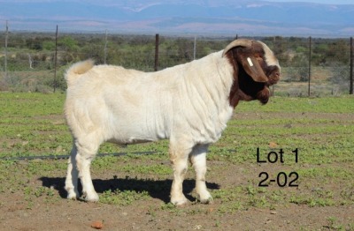 1X BOER GOAT FLOCK BUCK SAKKIE EN NICKY NELL BOERBOKKE