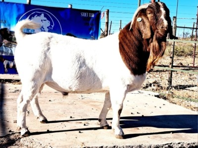 1X BOER GOAT FLOCK BUCK OPPIEDAK BOERDERY