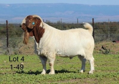 1X BOER GOAT STUD BUCK SAKKIE EN NICKY NELL BOERBOKKE