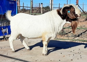 1X BOER GOAT STUD BUCK OPPIEDAK BOERDERY