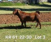 1X KALAHARI RED FLOCK ON TEATS BUCK AUCAMP BOERDERY