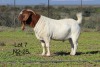 WITHDRAWN - 1X BOER GOAT BUCK SAKKIE EN NICKY NELL BOERBOKKE