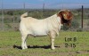 WITHDRAWN - 1X BOER GOAT BUCK SAKKIE EN NICKY NELL BOERBOKKE