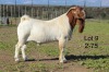 1X BOER GOAT FLOCK BUCK SAKKIE EN NICKY NELL BOERBOKKE