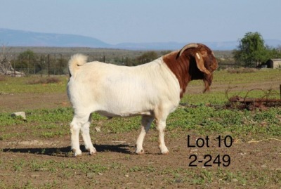 1X BOER GOAT FLOCK BUCK SAKKIE EN NICKY NELL BOERBOKKE