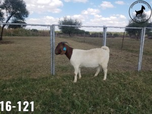 1 X BOERBOKKE OOI/EWE TJ Fleedwood - STOET/STUD