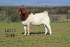 1X BOER GOAT FLOCK ON COLOUR BUCK SAKKIE EN NICKY NELL BOERBOKKE