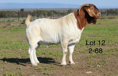 1X BOER GOAT FLOCK BUCK SAKKIE EN NICKY NELL BOERBOKKE