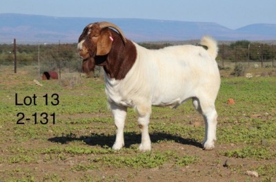 1X BOER GOAT STUD BUCK SAKKIE EN NICKY NELL BOERBOKKE