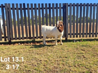 1X BOER GOAT FLOCK BUCK SAKKIE EN NICKY NELL BOERBOKKE