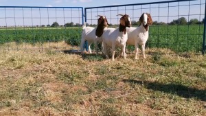 3 X BOERBOKKE OOI/EWE Hennie Enslin - KUDDE/FLOCK (Pay per Piece to take the lot)