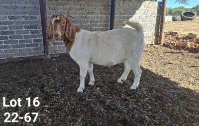 1X BOER GOAT FLOCK ON COLOUR DOE TWEERIVIER BOERBOK STOET