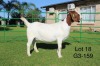 1X BOER GOAT PREGNANT STUD DOE SAKKIE EN NICKY NELL BOERBOKKE