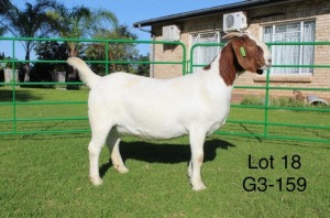 1X BOER GOAT PREGNANT STUD DOE SAKKIE EN NICKY NELL BOERBOKKE