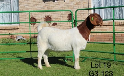 1X BOER GOAT PREGNANT FLOCK ON COLOUR DOE SAKKIE EN NICKY NELL BOERBOKKE