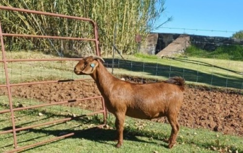 1X KALAHARI RED PREGNANT STUD DOE AUCAMP BOERDERY