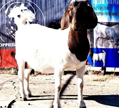 1X BOER GOAT PREGNANT STUD DOE OPPIEDAK BOERDERY