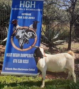 1 x BOERBOKKE OOI/EWE Hennie Enslin - KUDDE/FLOCK