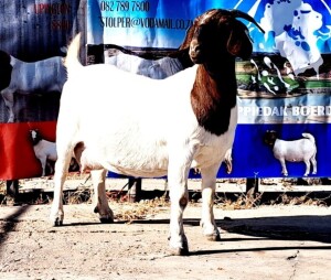 1X BOER GOAT PREGNANT STUD DOE OPPIEDAK BOERDERY