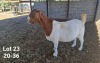 1X BOER GOAT PREGNANT FLOCK DOE TWEERIVIER BOERBOK STOET