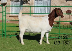 1X BOER GOAT PREGNANT FLOCK DOE SAKKIE EN NICKY NELL BOERBOKKE