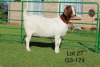 1X BOER GOAT PREGNANT STUD DOE SAKKIE EN NICKY NELL BOERBOKKE