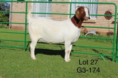 1X BOER GOAT PREGNANT STUD DOE SAKKIE EN NICKY NELL BOERBOKKE