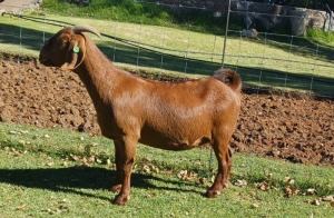 1X KALAHARI RED PREGNANT FLOCK DOE AUCAMP BOERDERY