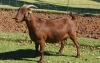 1X KALAHARI RED PREGNANT FLOCK DOE AUCAMP BOERDERY