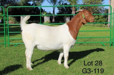 1X BOER GOAT PREGNANT STUD DOE SAKKIE EN NICKY NELL BOERBOKKE