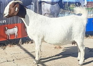 1X BOER GOAT PREGNANT STUD DOE OPPIEDAK BOERDERY