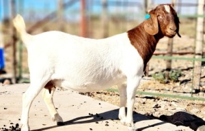 1X BOER GOAT PREGNANT STUD DOE OPPIEDAK BOERDERY